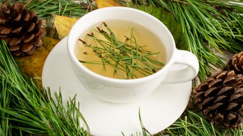 Las investigaciones revelan que el té de agujas de pino es rico en bicompuestos que beneficiosos para la salud.