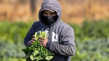Migrantes sin papeles aumentan la economía, pagan más en impuestos de lo que reciben en servicios públicos, hacen el trabajo que otros no quieren y elevan el consumo interno.