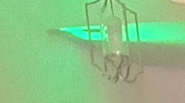 El año de la culebra de madera y la festividad de los Tres Reyes Magos tuvieron un punto de encuentro en Manhattan.