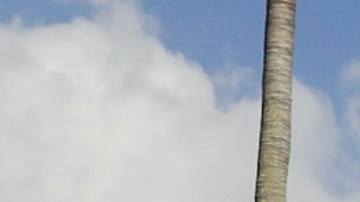 La policía de Palm Beach no compartió cuáles eran los motivos del sospechoso de ingresar a la residencia del presidente.