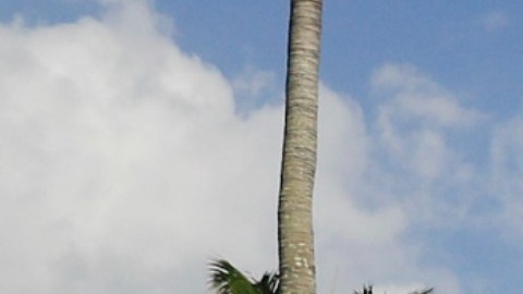 La policía de Palm Beach no compartió cuáles eran los motivos del sospechoso de ingresar a la residencia del presidente.