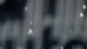 Tiburones de La Guaira son los actuales campeones de la Serie del Caribe.