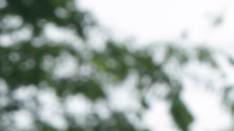 Operativo de la DEA en Arkansas