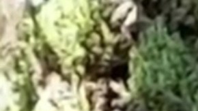 Alfredo Adame, actor mexicano.