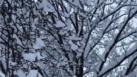 Nieve Nueva York