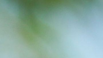 Julio César Chávez, Julio César Chávez Jr. y Jake Paul.