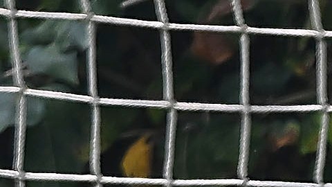 Alex Padilla apuesta por el éxtio con los Pumas de la UNAM.