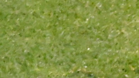 El América buscará una contundente victoria en el arranque del torneo Clausura 2025.