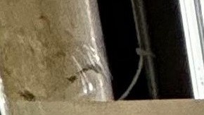 Jackeline Alzate participó en el evento realizado en el Supermercado C-Town.