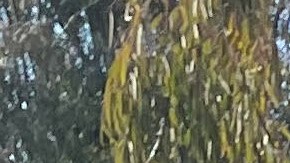 Karina Chepelinski abrió una fábrica de chocolates en el kibutz Ein Zivan, que emplea a 26 personas.