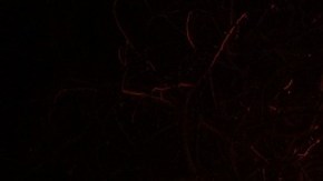 Jessica Maldonado, reportera de Telemundo, perdió su casa en Los Ángeles.