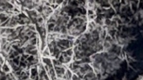 Mel Gibson se encontró con las ruinas de su mansión.