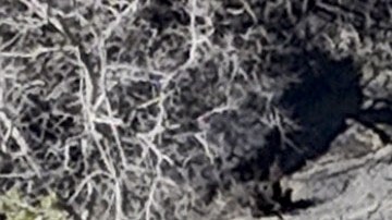 Mel Gibson se encontró con las ruinas de su mansión.