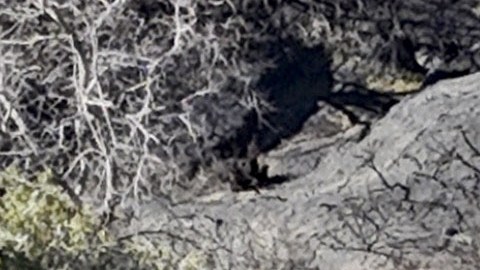 Mel Gibson se encontró con las ruinas de su mansión.