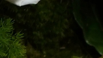 Naomi Watts estaba en Los Ángeles por compromisos laborales.