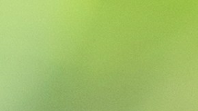 El té elaborado con las puntas y las hojas de la planta se usan como remedio casero para aliviar dolencias.