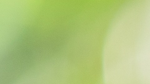 El té elaborado con las puntas y las hojas de la planta se usan como remedio casero para aliviar dolencias.