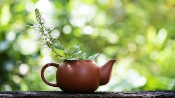 El té elaborado con las puntas y las hojas de la planta se usan como remedio casero para aliviar dolencias.