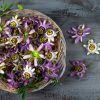 Passiflora flowers are purple and contain compounds that relieve anxiety.