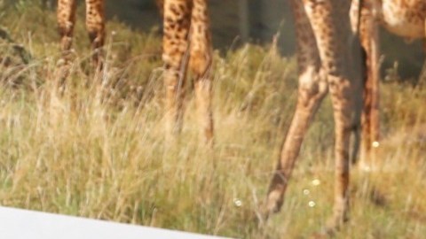 Raúl de Molina, presentador de televisión.