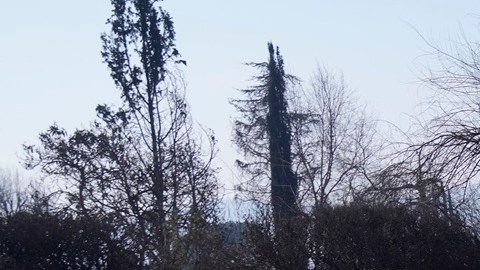 Donald Trump visita Pacific Palisades, pero ignora devastación en Altadena tras incendios
