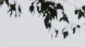 La donación de Arnold Schwarzenegger será distribuirá entre tres fundaciones.