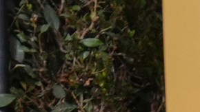 Ashley Graham lució radiante en los Golden Globes 2025.