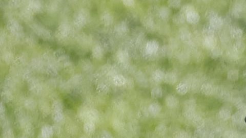 Los jugadores del Real Madrid Kylian Mbappé (d) y Vinicius Jr. durante un entrenamiento.