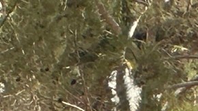 Posible acto terrorista: explotó vehículo frente al Trump Hotel de Las Vegas