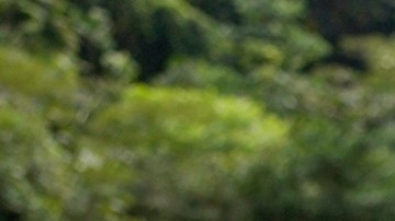 La cifra de migrantes que llegaron al país a través del Darién hasta el 23 de enero de 2025 representa una caída abrupta