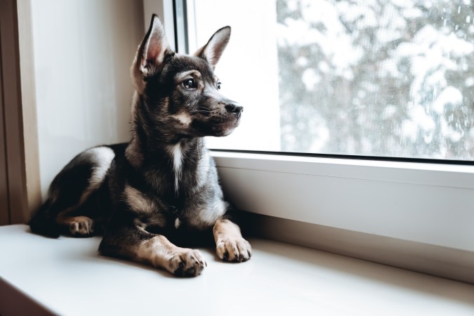 La ansiedad por separación de los perros puede evitarse siguiendo consejos de especialistas.