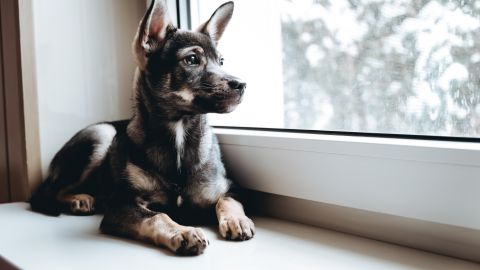 La ansiedad por separación de los perros puede evitarse siguiendo consejos de especialistas.