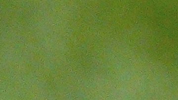 Imagen referencial Sugar Bowl.