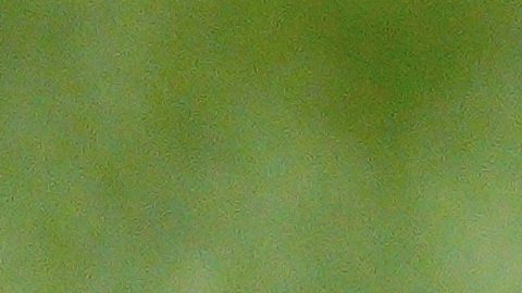 Imagen referencial Sugar Bowl.