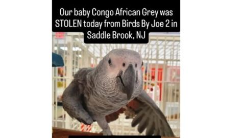 Un codiciado loro gris africano valorado en unos $7,000 dólares fue secuestrado en enero en NJ.