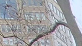 Comerciantes informales y activistas tomaron protestaron este jueves frente a la sede de la Alcaldía en el Bajo Manhattan.