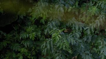 No se han identificado a las víctimas por ahora.