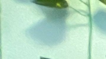 Sarahi Marquez, beneficiaria de Daca, dueña el restaurante "San Jerónimo", de Staten island