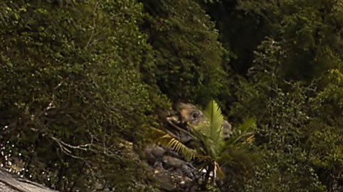 Bosque El Yunque en Puerto Rico
