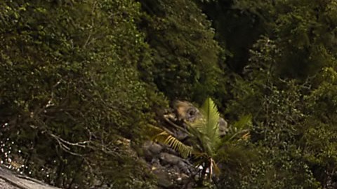 Bosque El Yunque en Puerto Rico