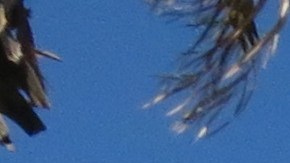 Simpatizantes de la estadidad y del Partido Nuevo Progresista en San Juan, Puerto Rico