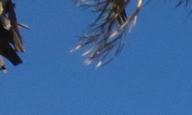 Simpatizantes de la estadidad y del Partido Nuevo Progresista en San Juan, Puerto Rico