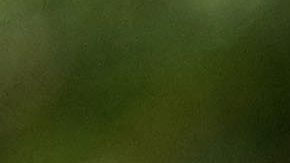 Argentino Emiliano Grillo consigue espectacular hoyo en uno en el Phoenix Open