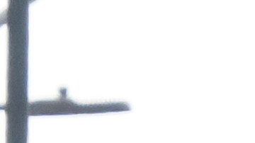 Se determinó que seis de las víctimas eran mexicanas.