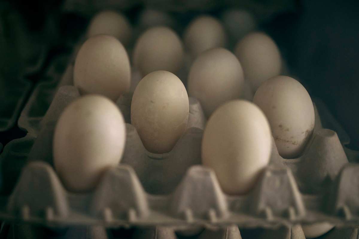 Gobierno de Trump invertirá $1,000 millones para combatir el brote de gripe aviar y tratar de controlar precio de huevos