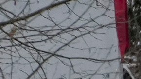 Nueve personas murieron en Kentucky y otra en Georgia.