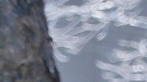 En Carolina del Norte se registró una víctima mortal.