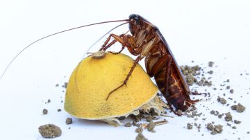 Limón cucaracha