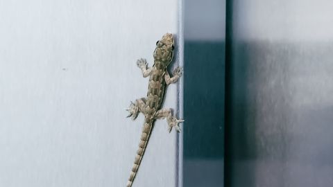 Lagartijas en casa