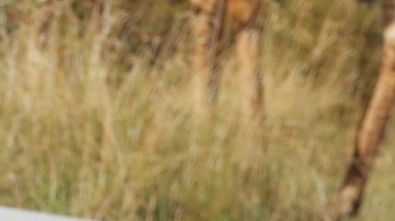 Raúl de Molina, presentador de El Gordo y la Flaca.